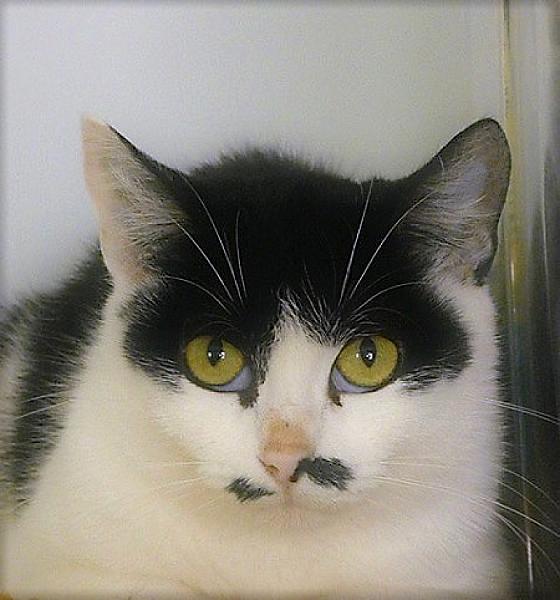 Kattenpraat