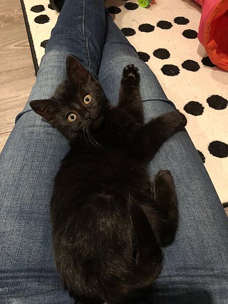 Kattenpraat