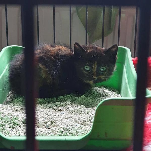 Kattenpraat