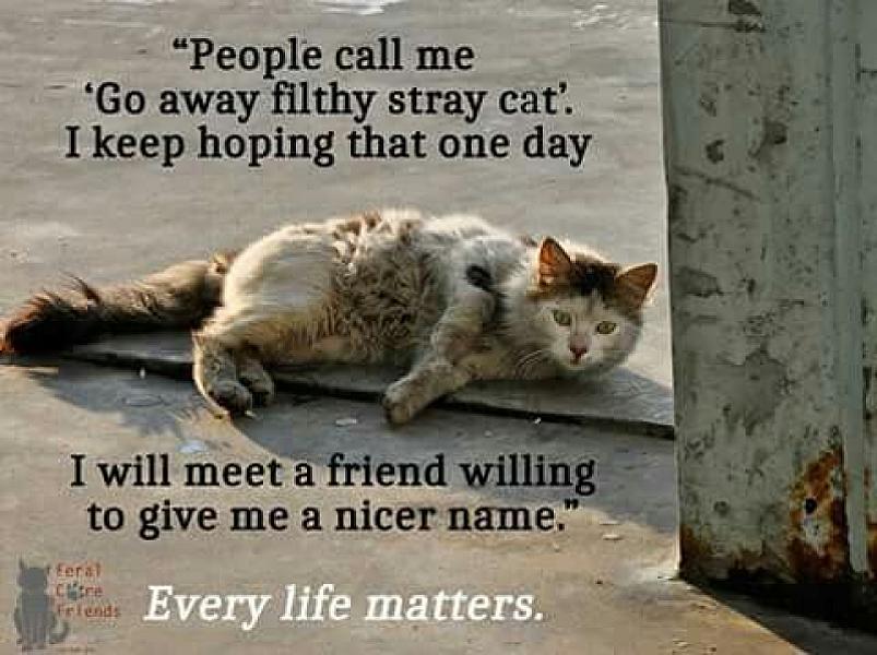 Kattenpraat