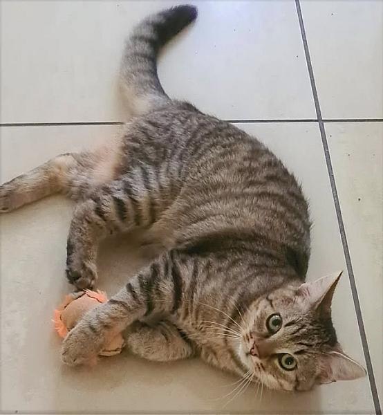 Kattenpraat