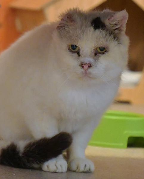 Kattenpraat
