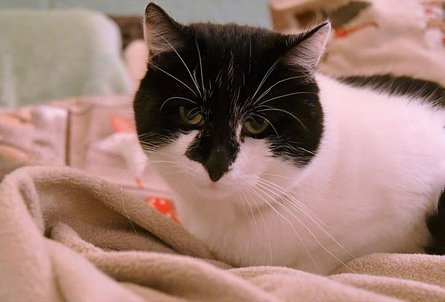 Kattenpraat