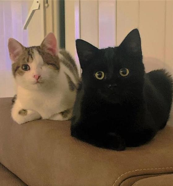 Kattenpraat