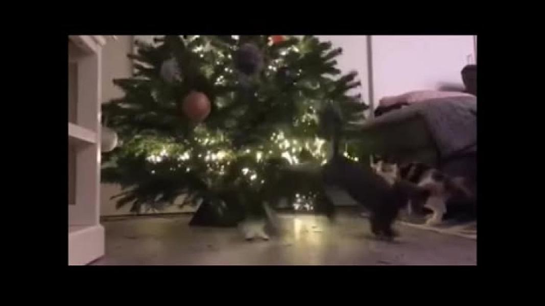 Kattenpraat