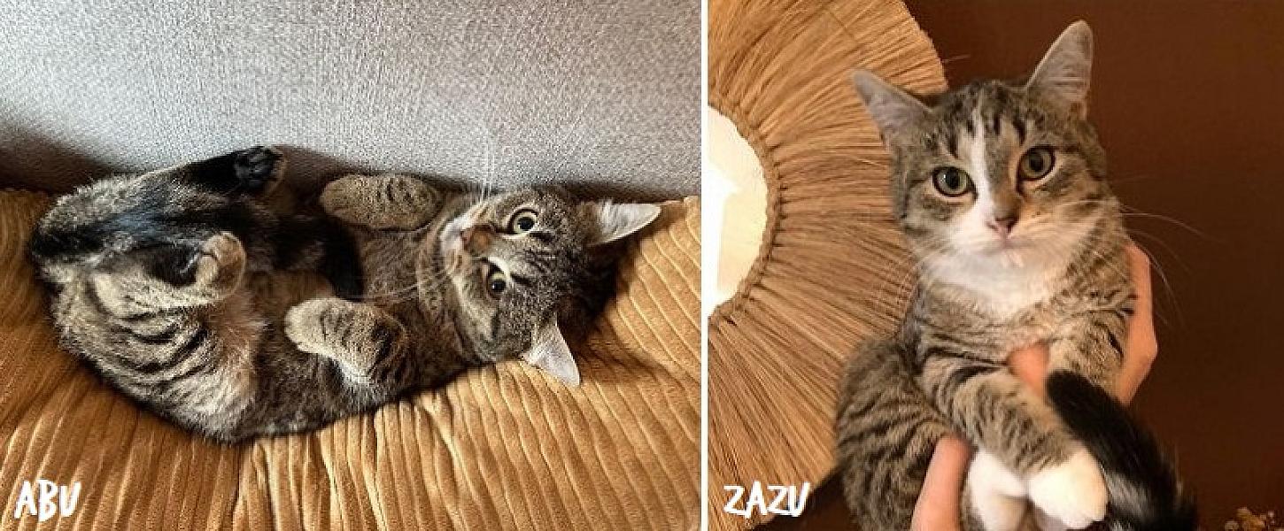 Kattenpraat