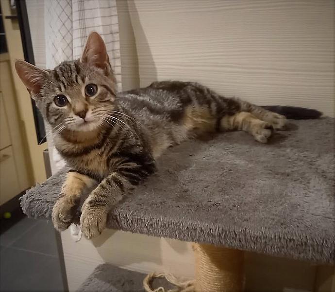Kattenpraat
