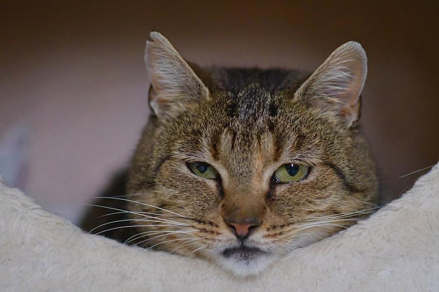 Kattenpraat