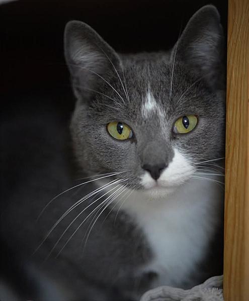 Kattenpraat