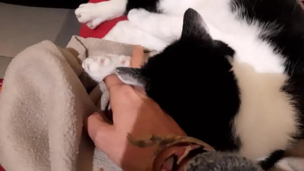 Kattenpraat