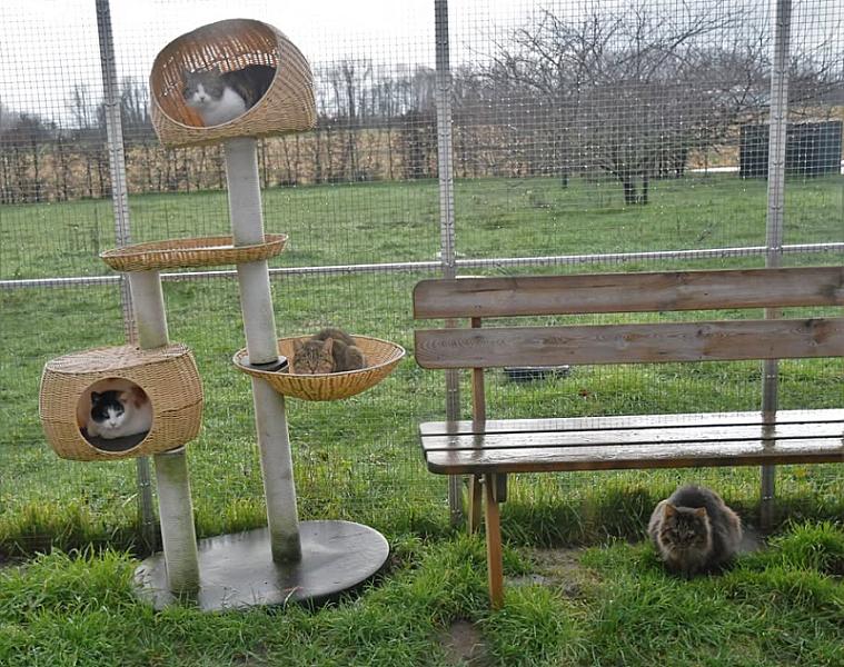 Kattenpraat