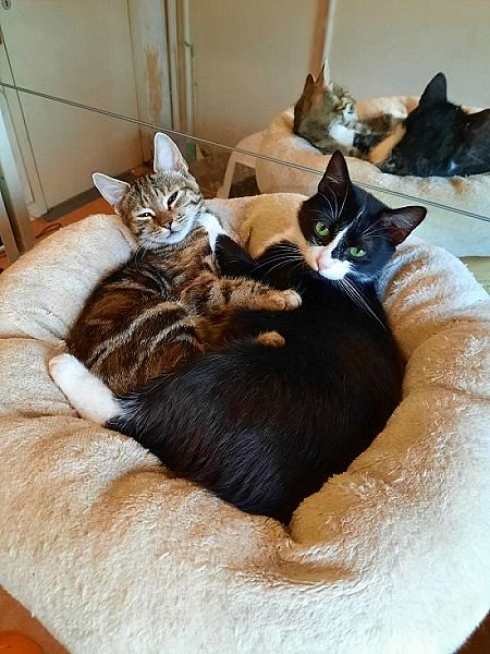 Kattenpraat
