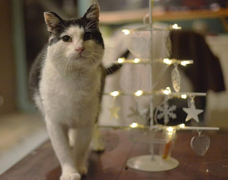 Kattenpraat