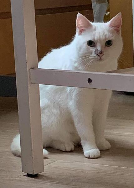 Kattenpraat