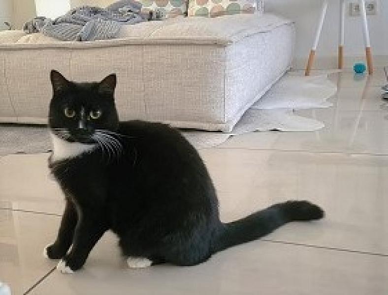 Kattenpraat