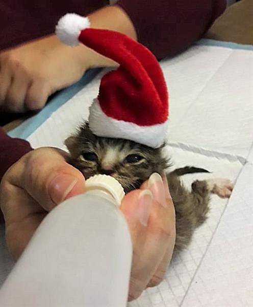 Kattenpraat