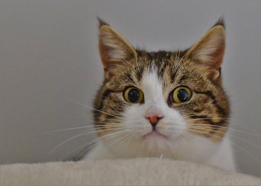 Kattenpraat