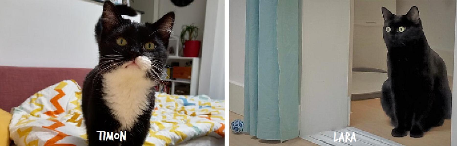 Kattenpraat