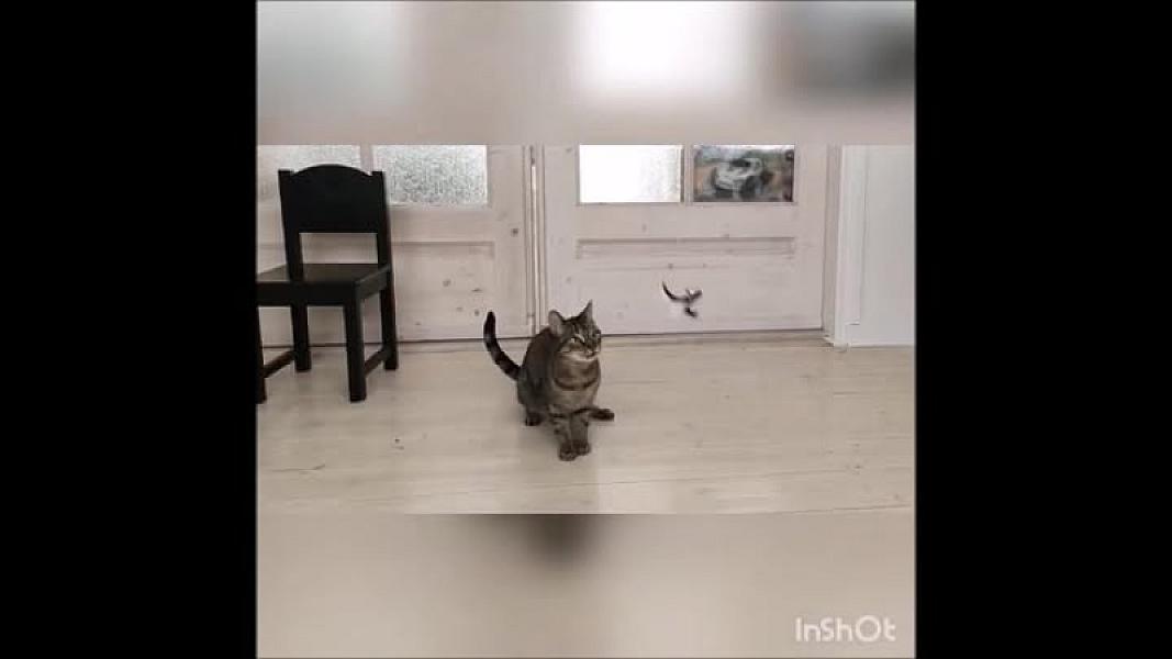 Kattenpraat