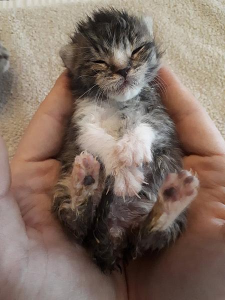 Kattenpraat