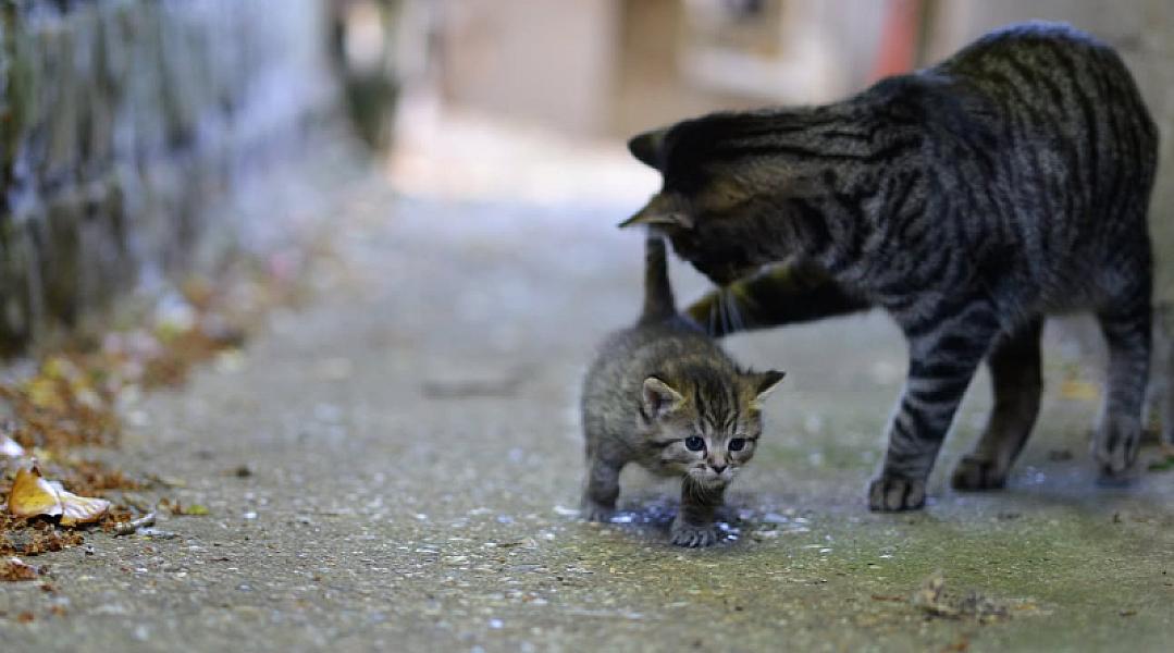 Kattenpraat