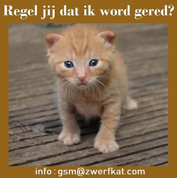 Kattenpraat
