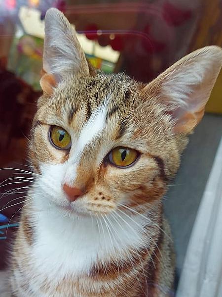 Kattenpraat