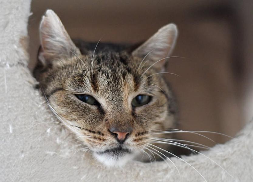 Kattenpraat