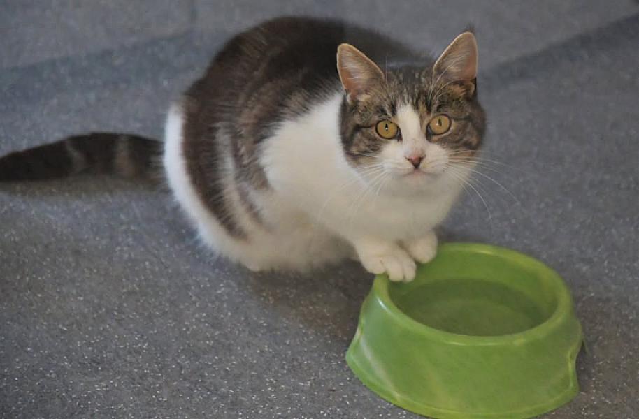 Kattenpraat
