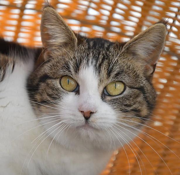 Kattenpraat
