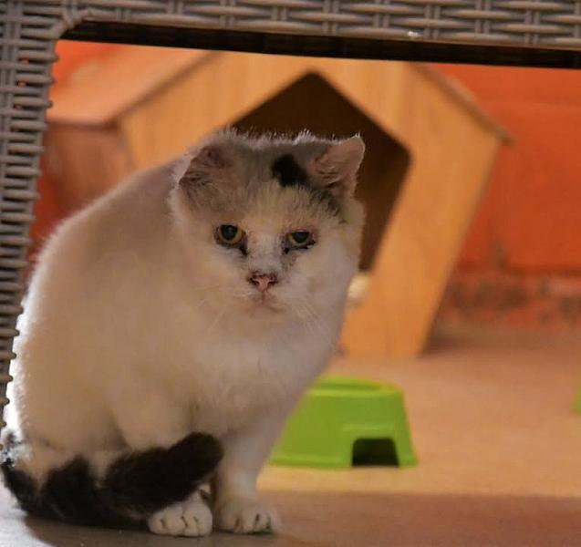 Kattenpraat