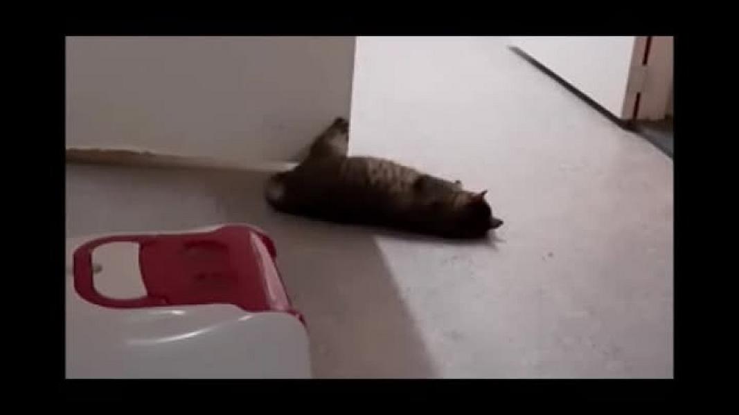Kattenpraat