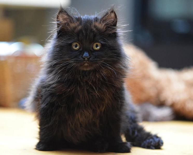 Kattenpraat