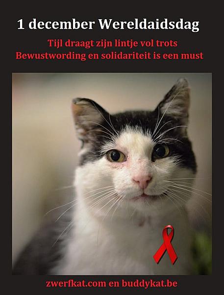 Kattenpraat