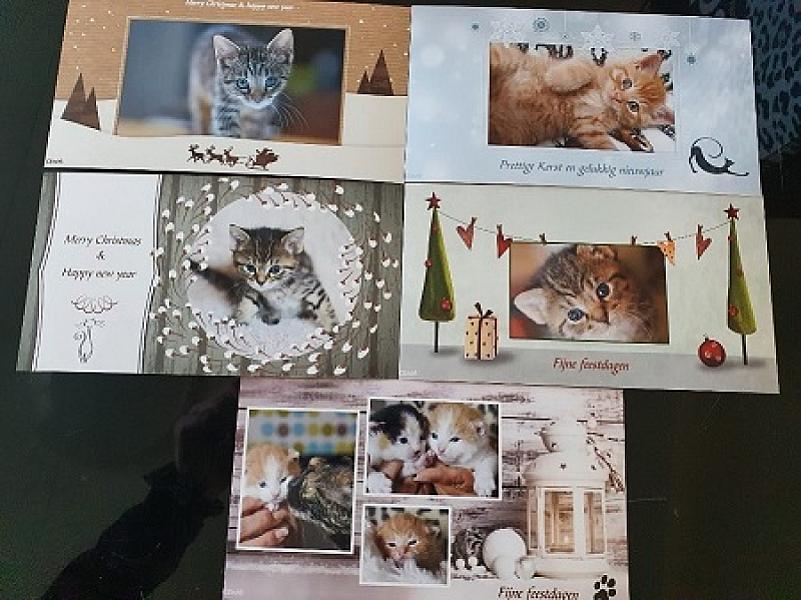 Kattenpraat