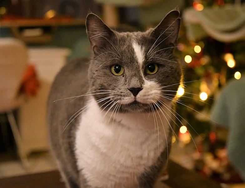 Kattenpraat