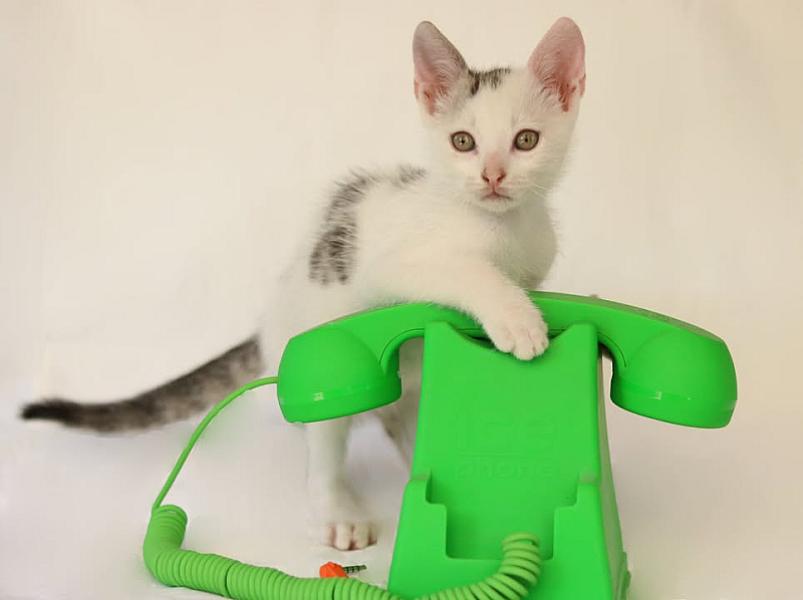Kattenpraat