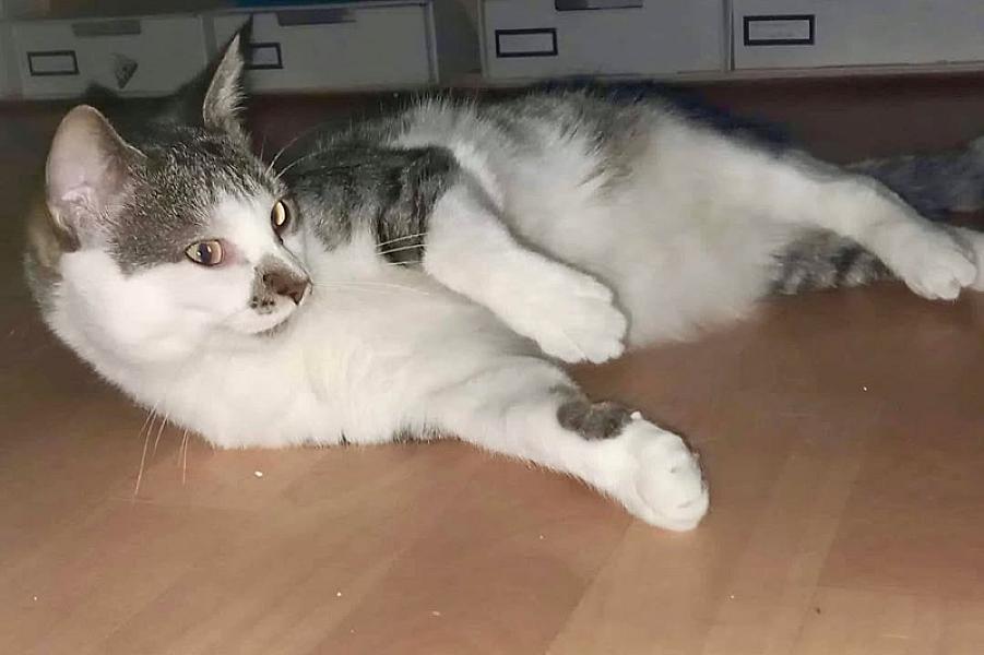 Kattenpraat