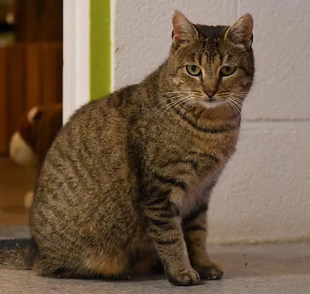 Kattenpraat