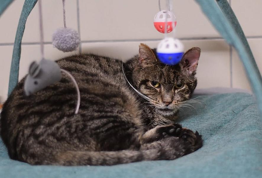 Kattenpraat
