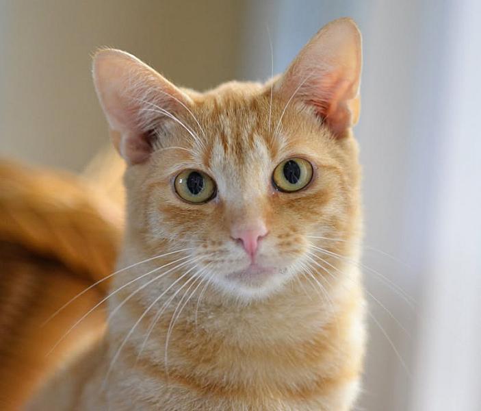 Kattenpraat