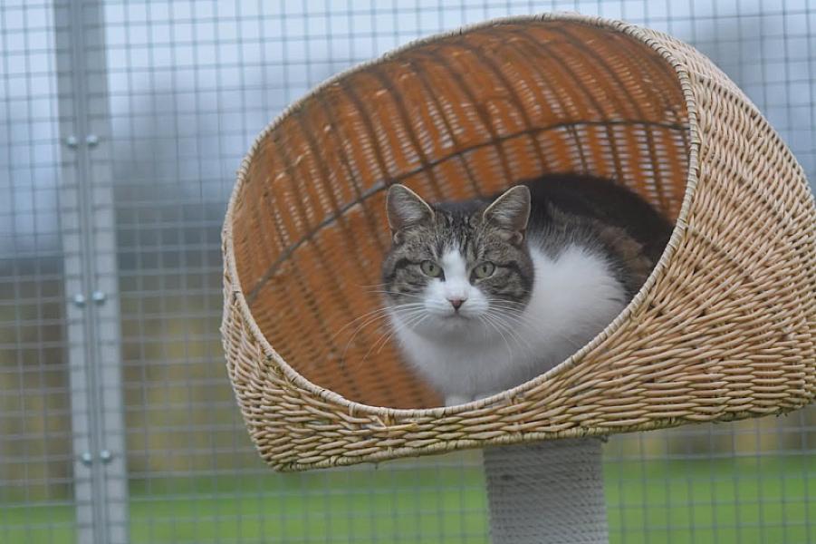 Kattenpraat