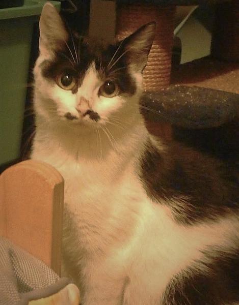Kattenpraat