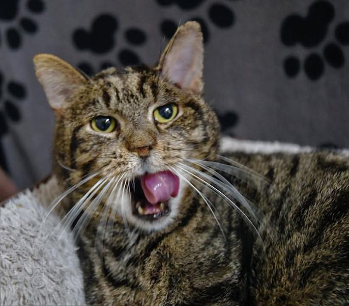 Kattenpraat