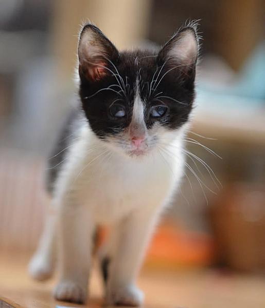 Kattenpraat