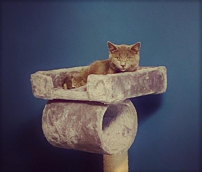Kattenpraat