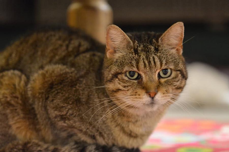 Kattenpraat