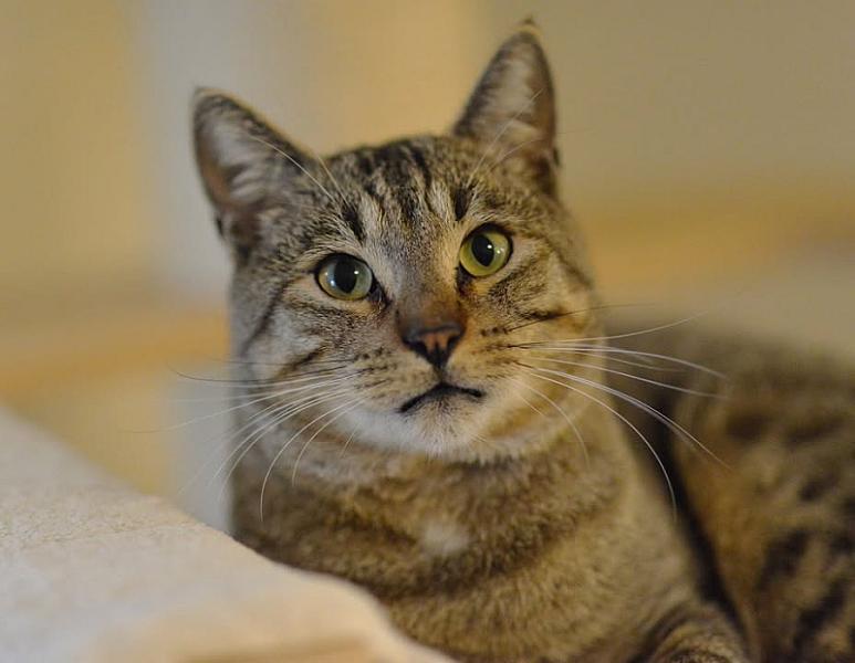Kattenpraat