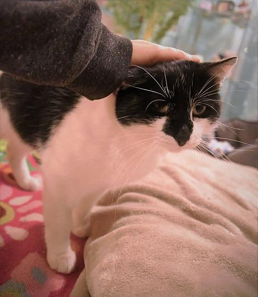 Kattenpraat