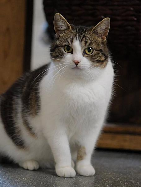Kattenpraat